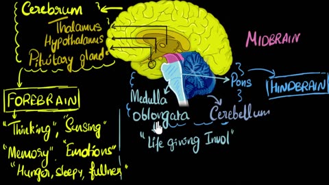 Brain: Parts & Functions (Fore, Mid & Hind) | Biology | Khan Academy