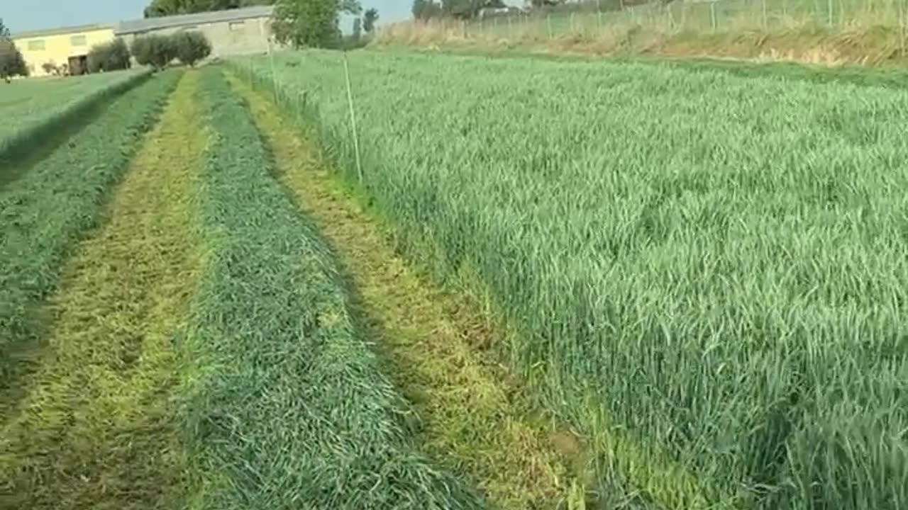 CRC vídeos curiosos