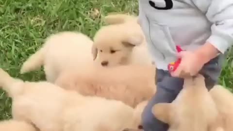 Baby dogs have fun with baby humans