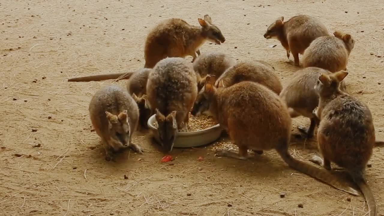 Animals Mammal Wildlife Nature Wild Prairie Dog