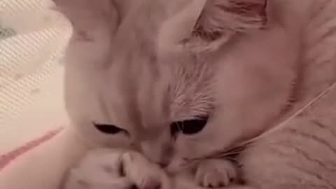 Funny and cute cat