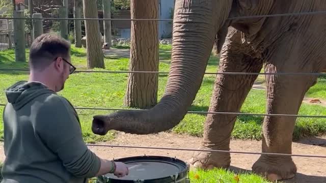 Funny elephant
