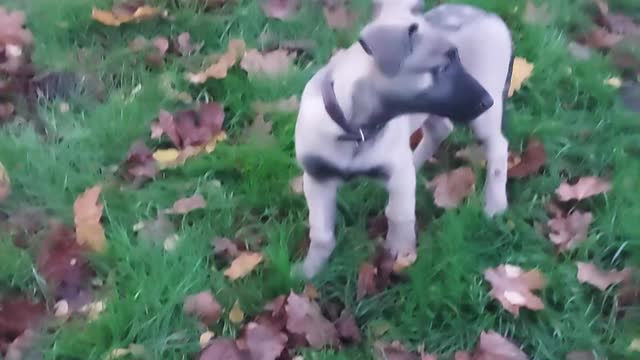 MARLY malinois 🐕