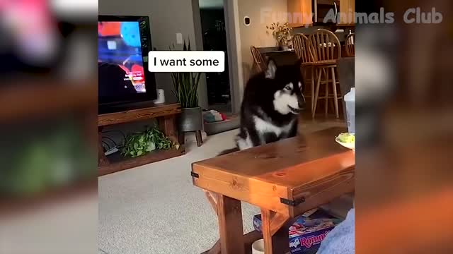 Funny Animal videos 😁😜
