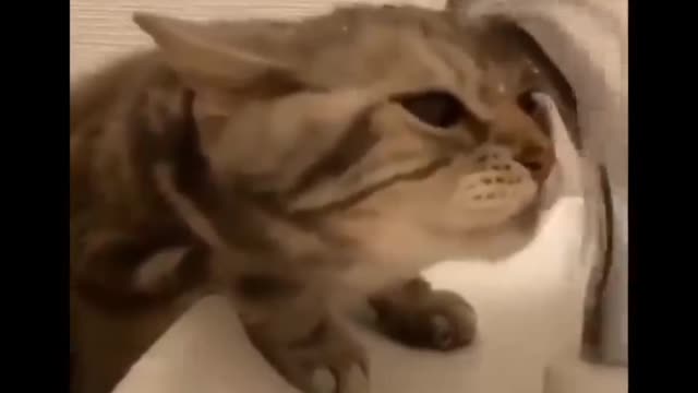 Funny cat drink water