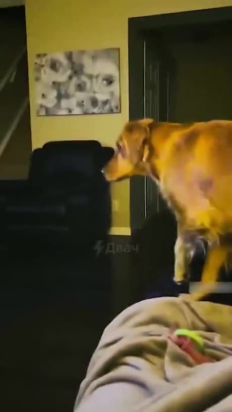 Never watch tv with your doge