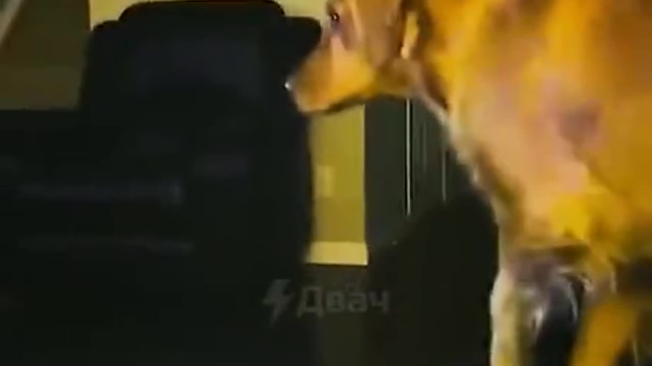 Never watch tv with your doge