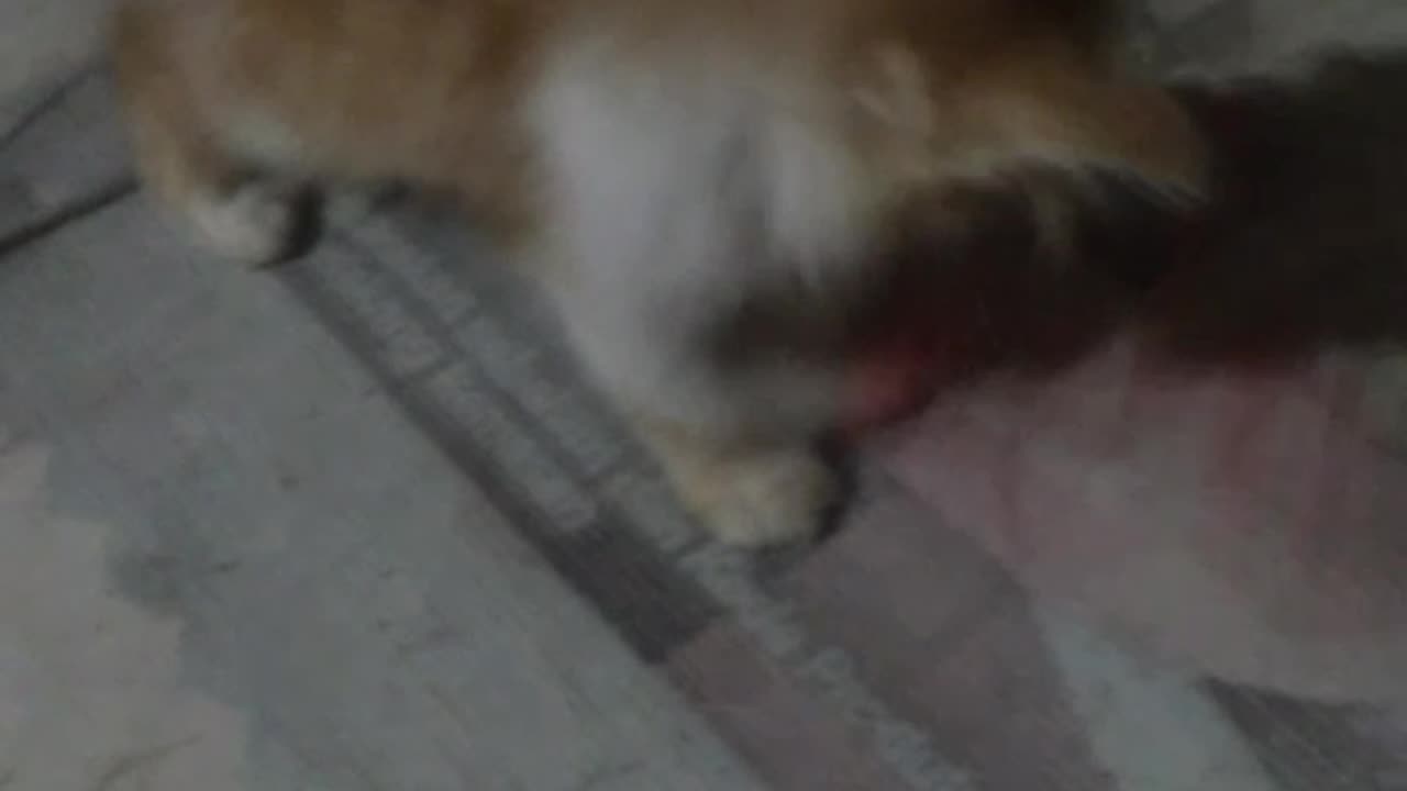 Si Meong Mau Bermain