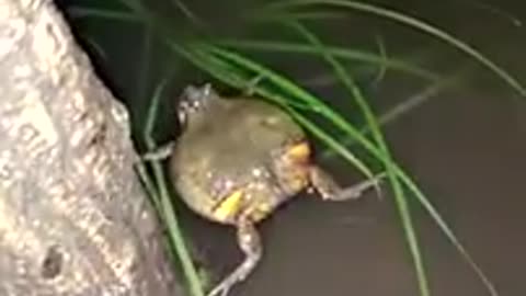 katak