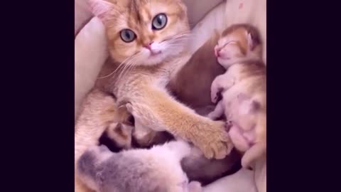 Funny Animal Videos Baby Cats 1