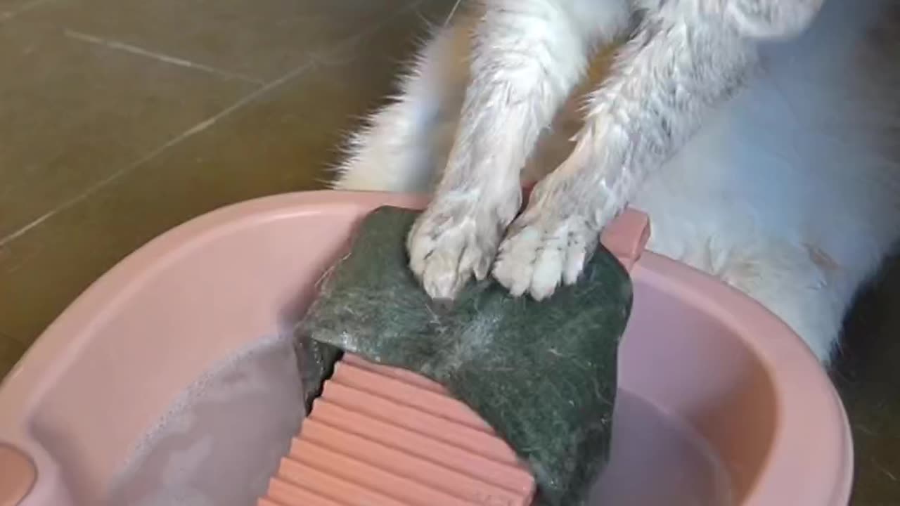 The cat does the laundry for the owner