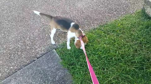 Puppy Absolutely Loves Going for walks