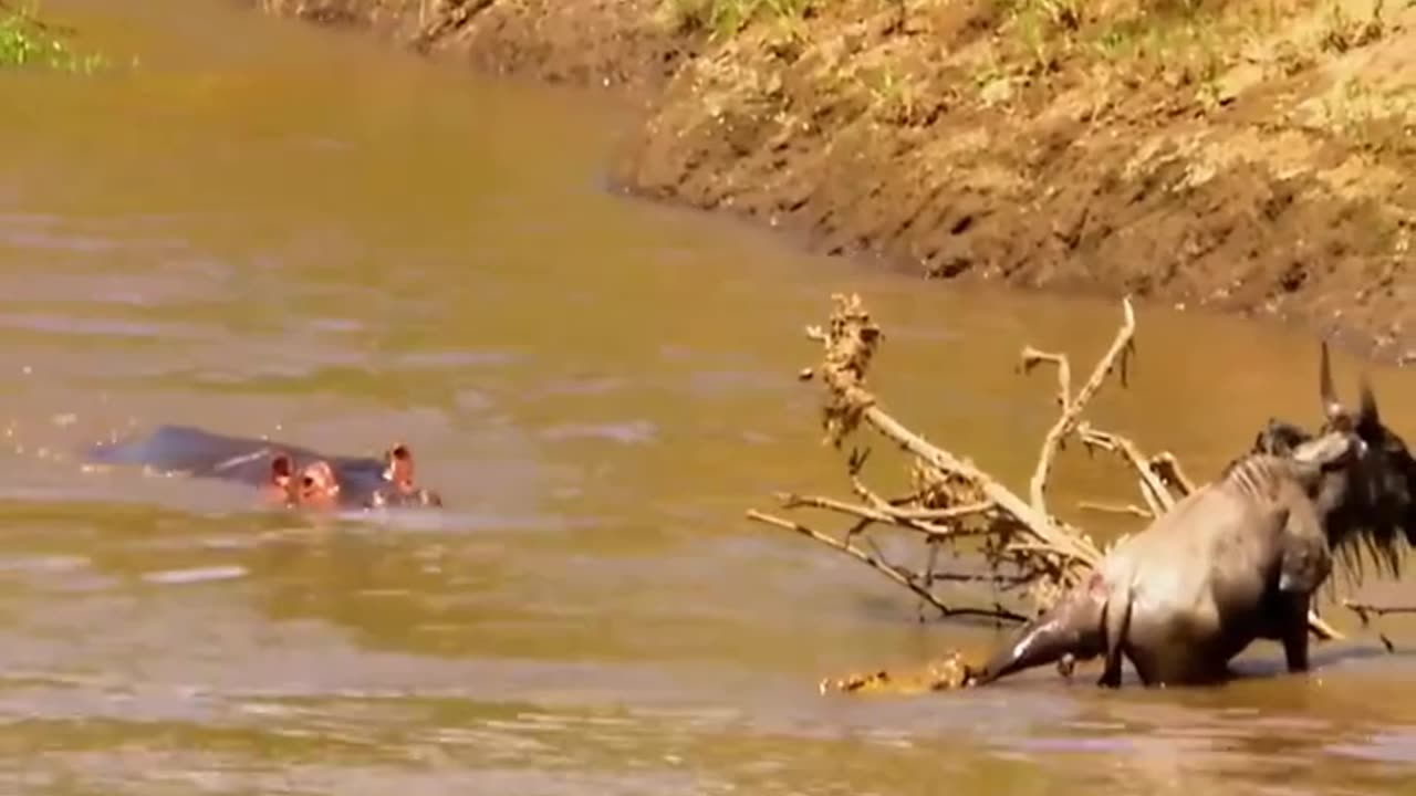 hippo save his friend