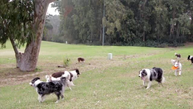 #Border Collies#Border Collies video# Animal video# Most loveble animal#