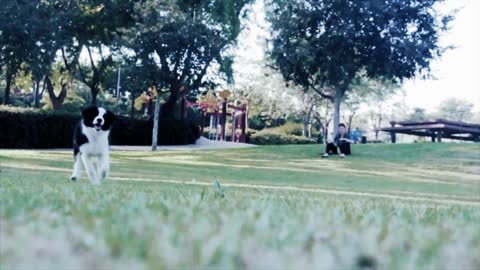 Dog training