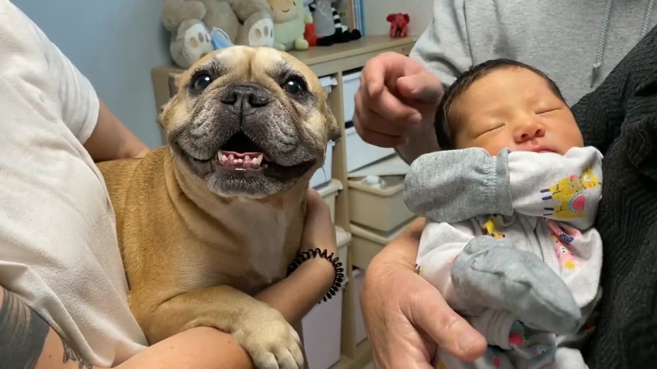 12 Months Of Friendship In 12 Minutes - My Dog Loves Our Baby