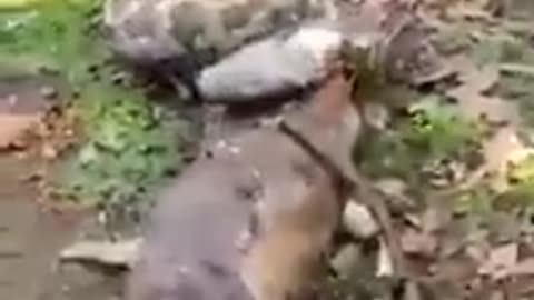 Giant Snake Swallow a Goat