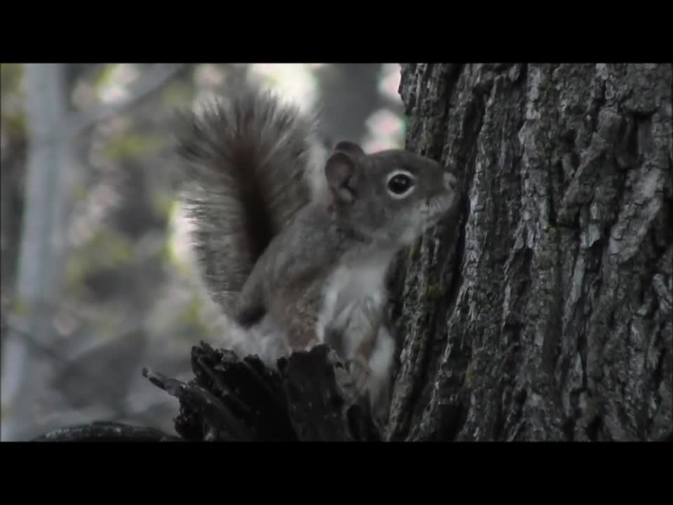 Red Squirrel Chatter