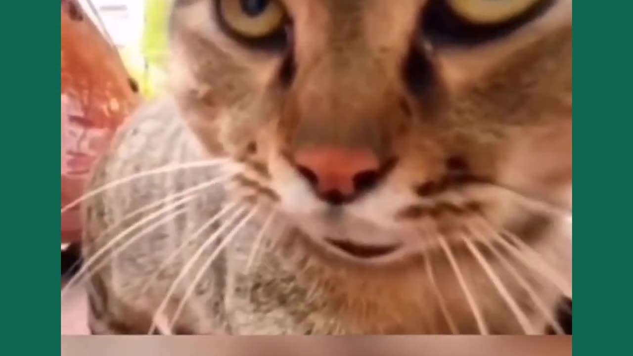 Try Not To Laugh Animal Funniest Cat Videos