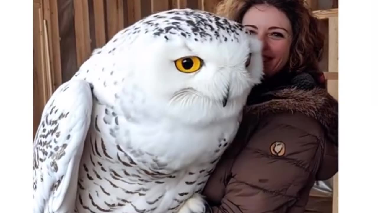 Unreal owl 😳