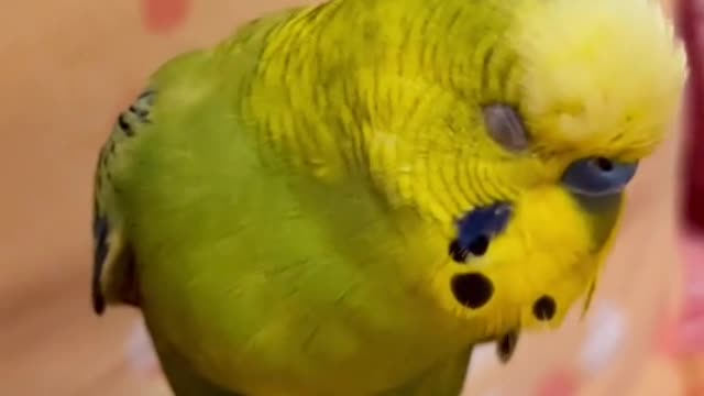 E tu sei piccoliina 🐣 #viral #fyp #budgie