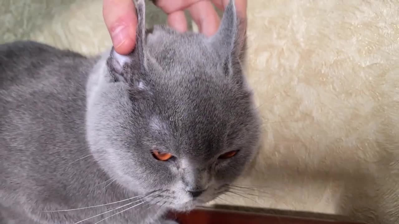 How to turn a Cat into a Rabbit and Seal without Plastic Surgery