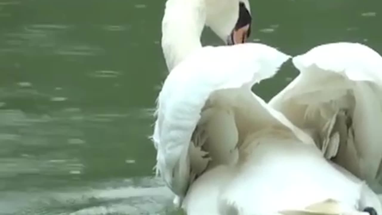 SWAN RETURNED TO HIS PARTNER AFTER TWO WEEKS IN THE RESCUE CENTER