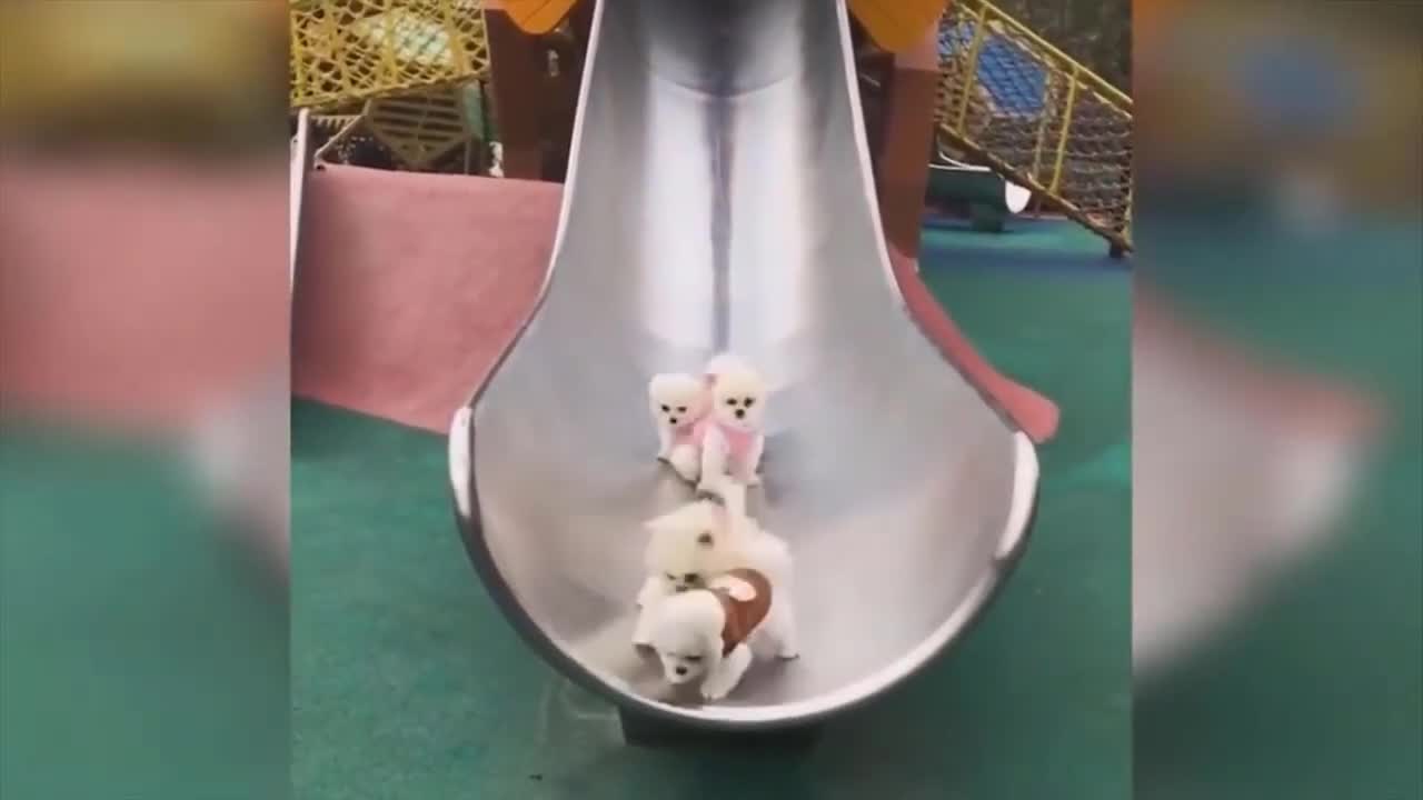 Cutest Puppies ride the slide Funny Video - Funny Animals