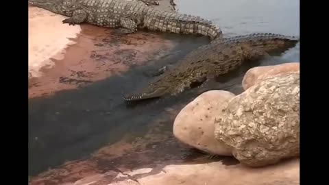 Alligator Going Down a Slide 😆😆😆