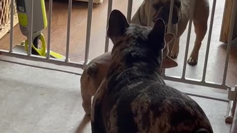 Little one trying to open the gate