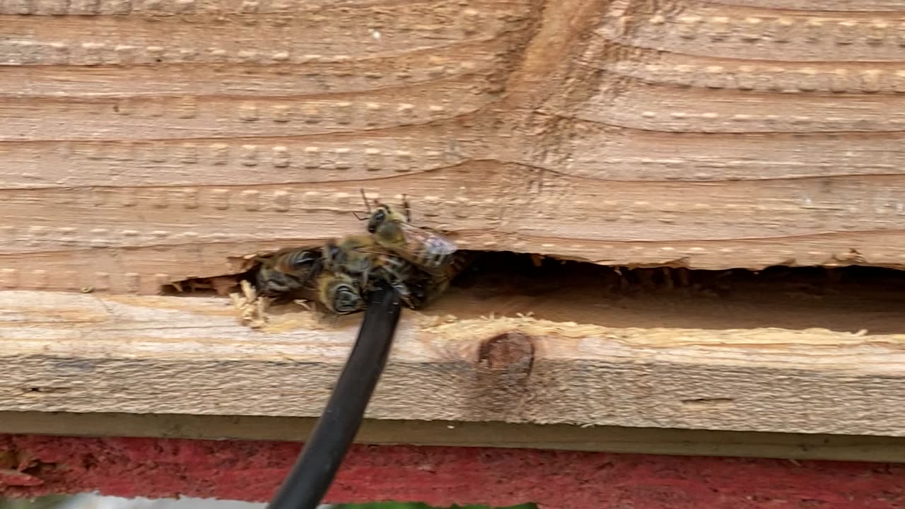 Bees hate the borescope 🤣