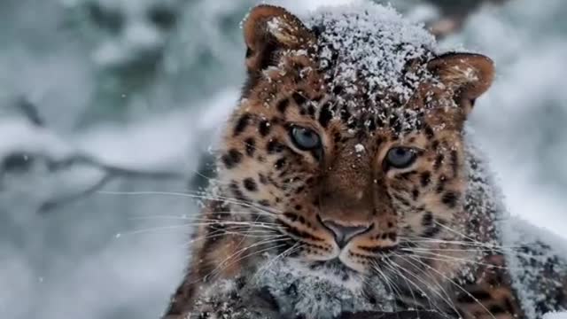 Lonely Leopard enjoying snow