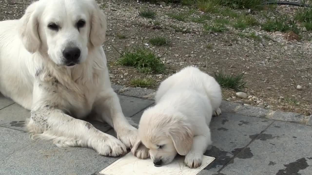 Lots of puppies.......funny & cute