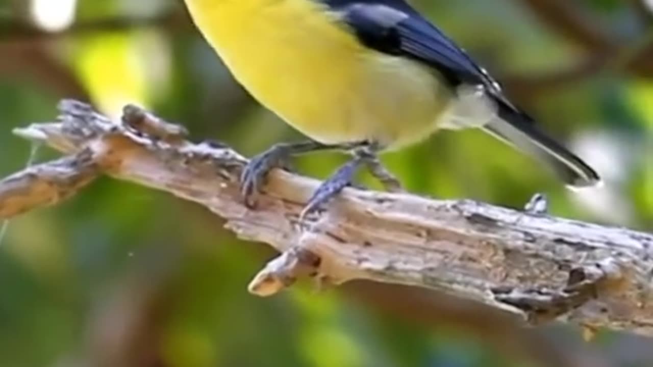 Nightingale Gold Finch is amazing at the nature