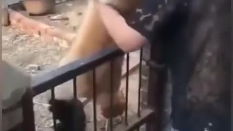 Chicken VS Dog Fight - Funny Dog Fight Videos