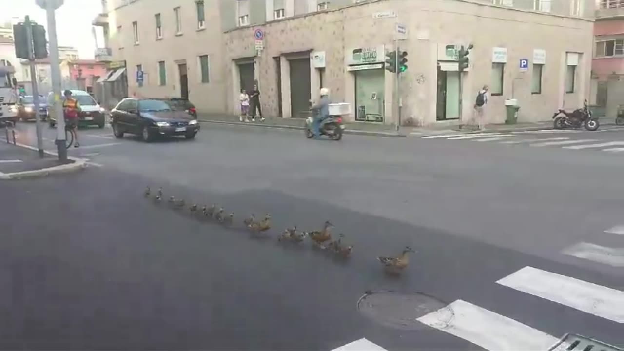 This little family with ducklings crossed the greenery to go to the pond in the city center