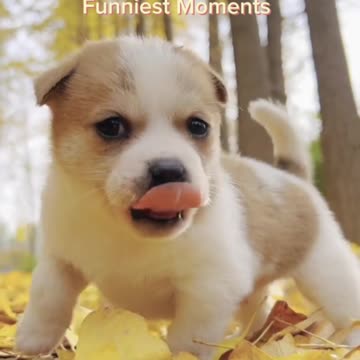 The Cutest Dog—2024 Compilation