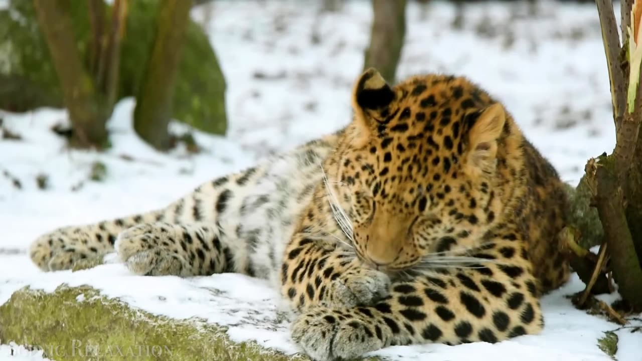 Arctic & Siberia (Amur Leopard, Siberian Tiger, Polar Bear)