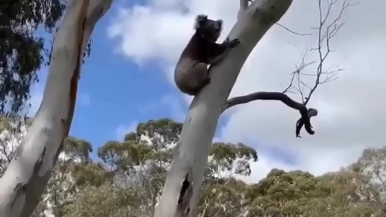 koala goes home