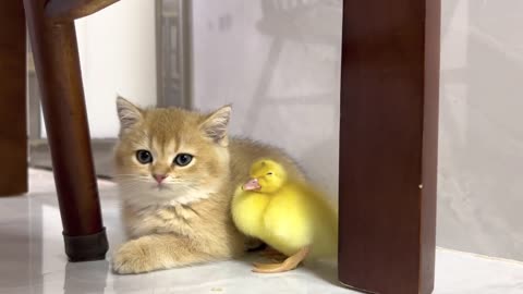 Cute Kitten with lil'Chicken