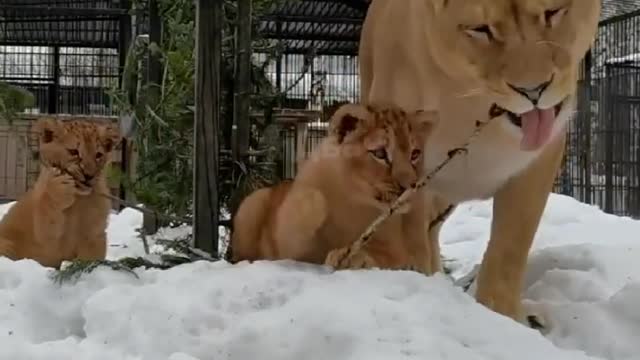 The lioness eats the Christmas tree with lion cubs)