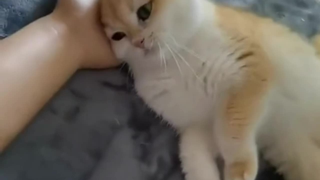 Adorable 💕🥰 cats