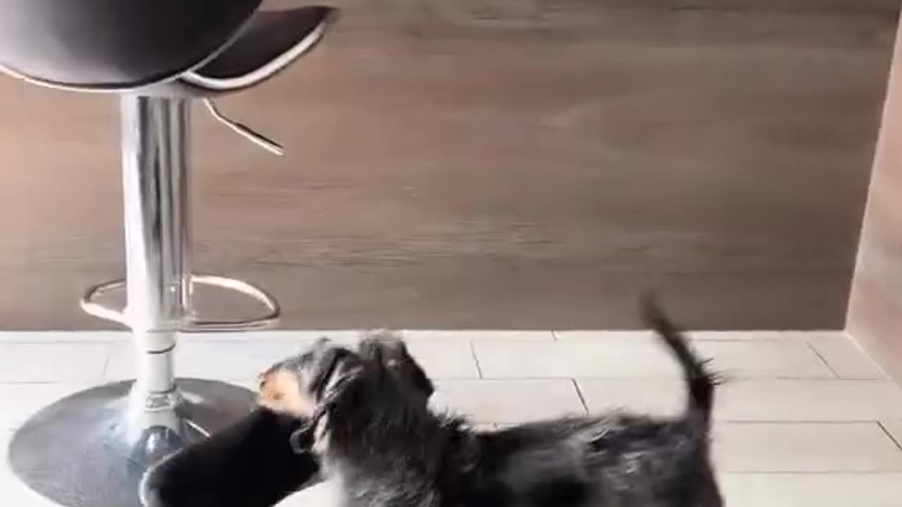 Dog teasing his master :)