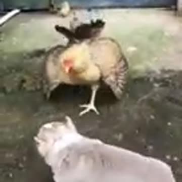 Vidéo animaux drôle