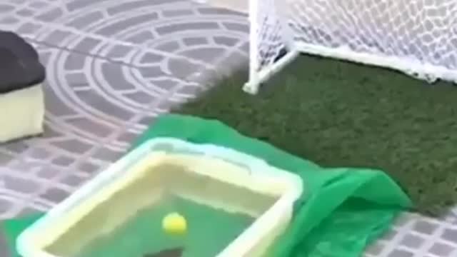 A fish that loves soccer