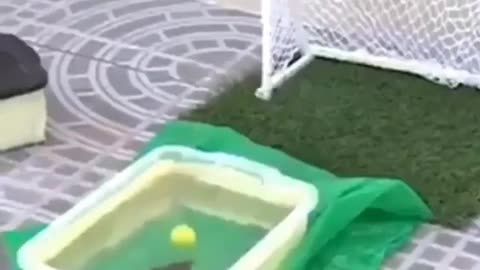 A fish that loves soccer