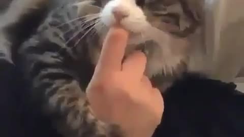 Cat full of love