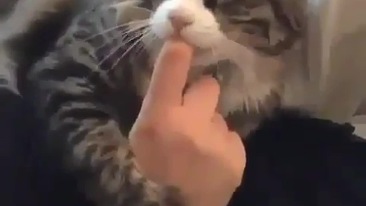 Cat full of love