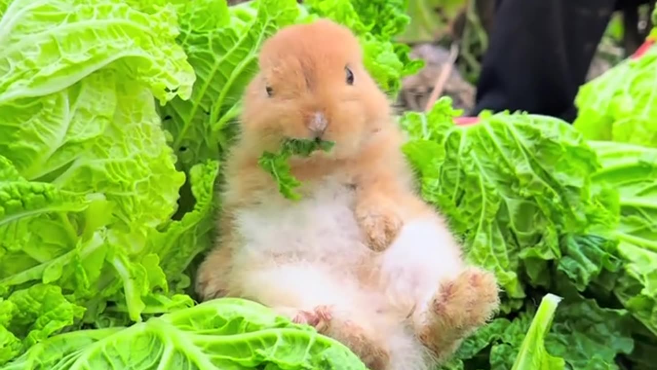 Cute Rabbit eating in the field 😍😍.