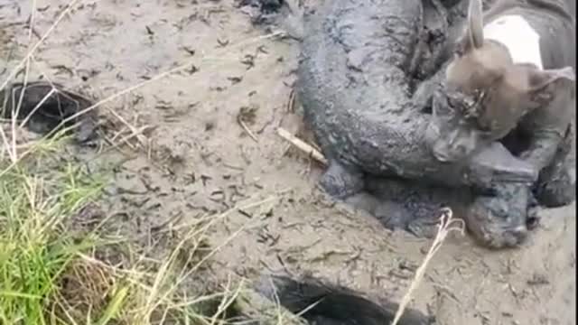 Komodo dragon being eaten alive